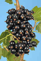 Смородина "Бен Финлей"