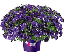 Splash Danser Bolero Blue №563 / подрощенное растение