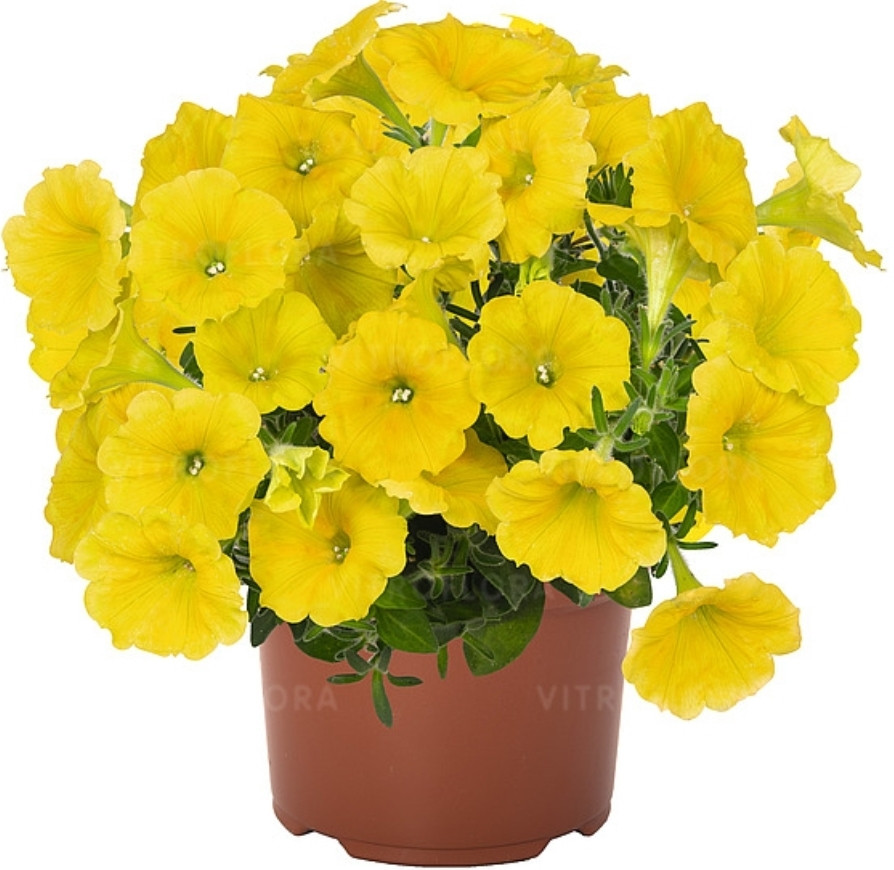 Potunia Canary Yellow №564 / подрощенное растение