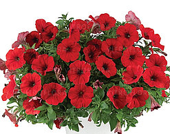 Capella Ruby Red № 555/укор.черенок