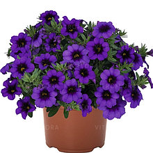 Bloomtastic Purple №408 / укор.черенок