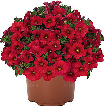 Aloha Kona Red №405/ укор.черенок