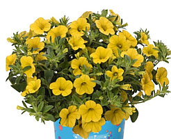 Aloha Kona Yellow N433/ подрощенное растение