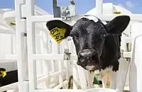 Мал шаруашылығы үшін