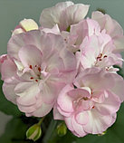 Ю-Ася / зонартик/ укор.черенок, фото 3