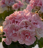 ЕС-Магия Кунцита / укор.черенок, фото 2