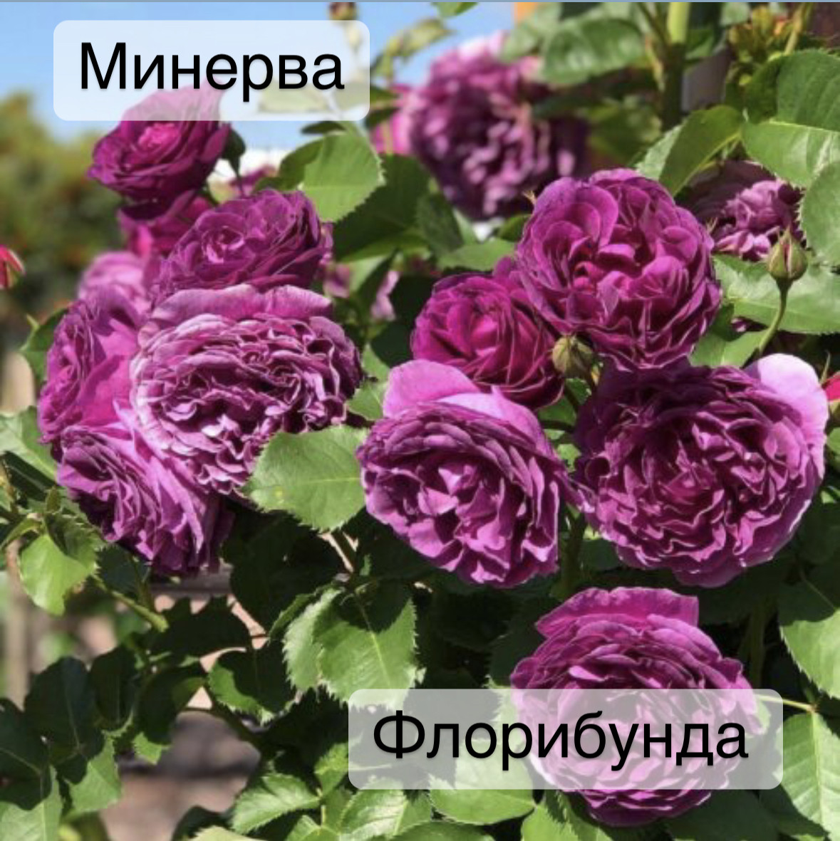Где В Волгограде Можно Купить Розу Минерва