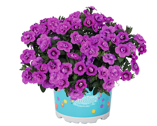 Aloha Double Dark Pink №412/ подрощенное растение