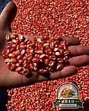 БУДАН семена КУКУРУЗЫ 90 дней/ Жүгері тұқымдары 90 күн FAO 230, фото 2