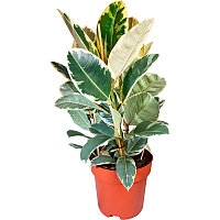 Фикус elastica Tineke d12h35/ подрощенное растение