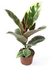 Фикус elastica Belize/ взрослое растение