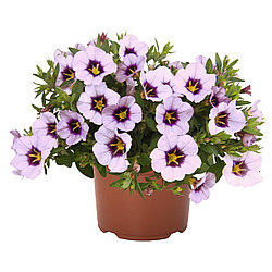 Калибрахоа  Bloomtastic Lavender Quartz адаптированный еврочеренок в 7м горшке