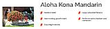 Калибрахоа Aloha Kona Mandarin подрощенный еврочеренок в 12м горшке, фото 9