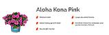 Калибрахоа  Aloha Kona Pink адаптированный еврочеренок в 12м горшке, фото 7