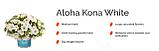 Калибрахоа Aloha Kona White подрощенный еврочеренок в 12м горшке, фото 3
