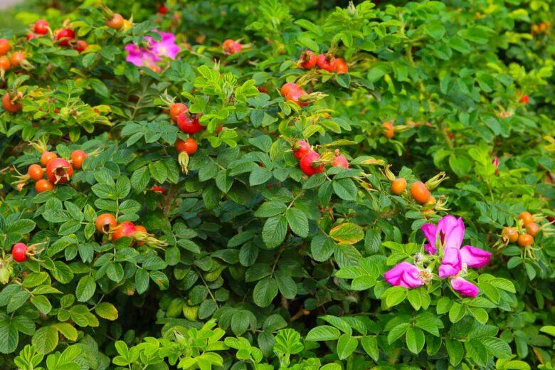 Әжімді раушан (ROSA RUGOSA) - фото 1 - id-p90231245