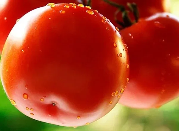 Семена Томат Таня F1, 1 000 шт, RS (2714297) - Купить по цене от 1 610.00 руб. И