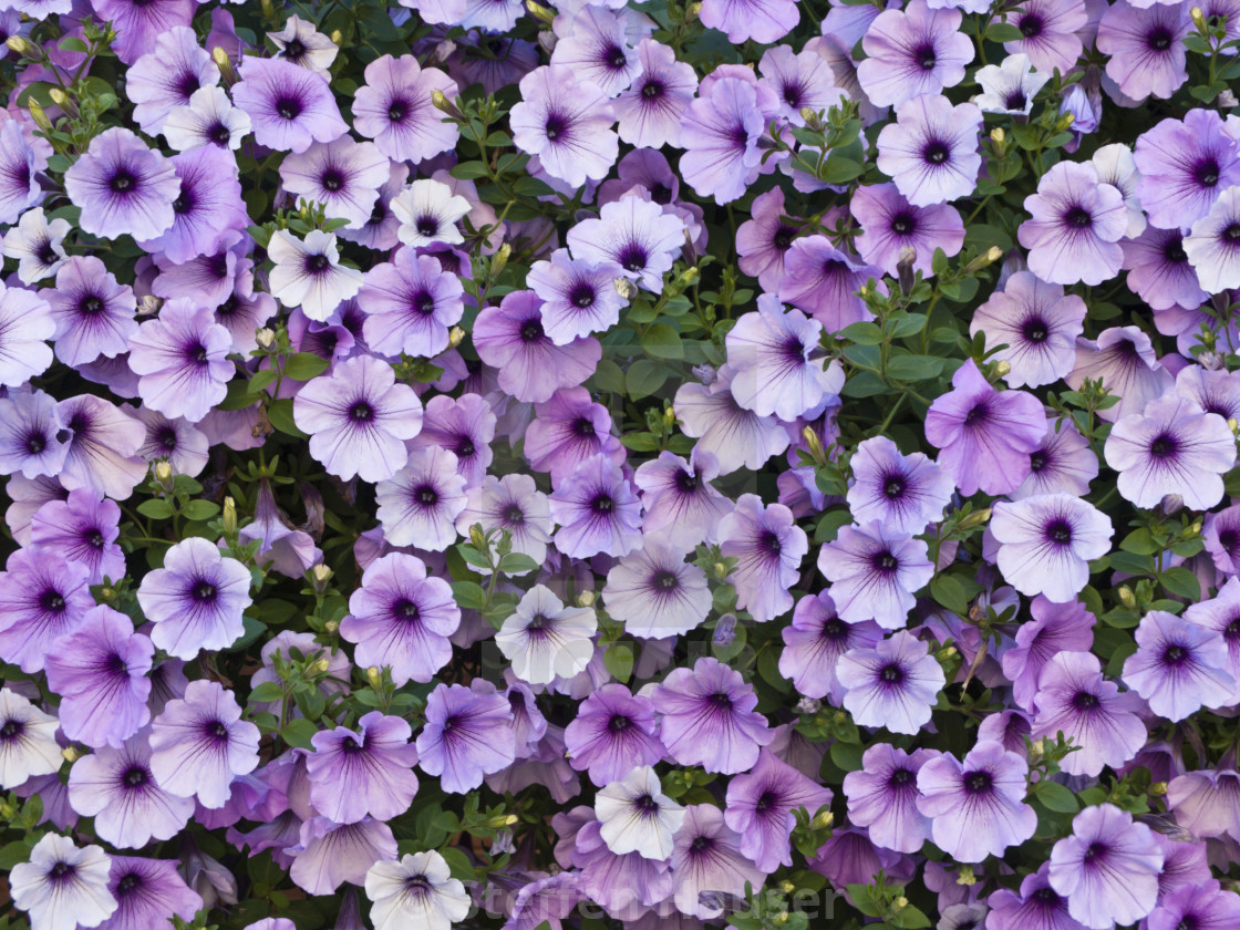 Петуния вегетативная Surfinia® Blue Vein адаптированный еврочеренок в ...