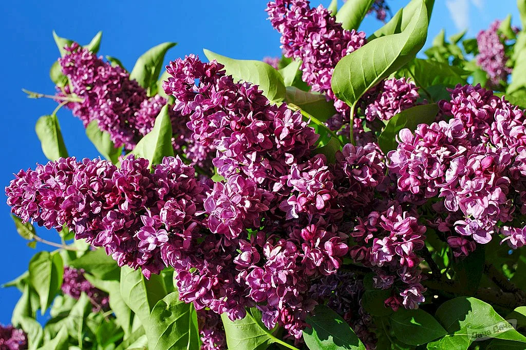 Сирень обыкновенная (SYRINGA VULGARIS) - фото 2 - id-p90271776