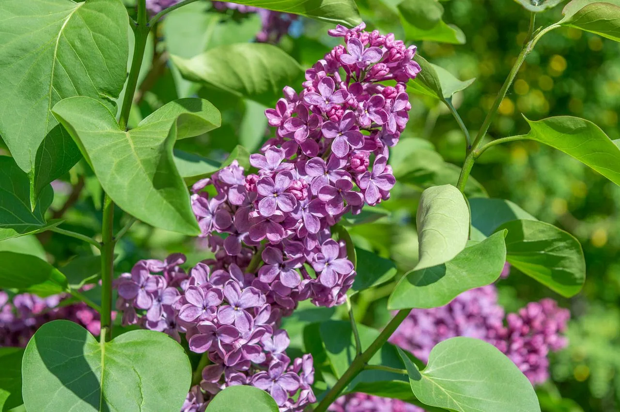 Сирень венгерская (SYRINGA JOSIKAEA) - фото 1 - id-p107407123