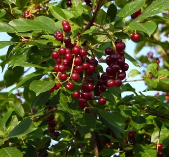 Черемуха виргинская (PRUNUS VIRGINIANA ) - фото 1 - id-p107409005