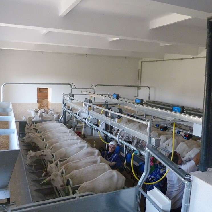 Доильный зал для коз типа «Параллель 2х12» с системой управления стадом