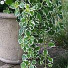 Плектрантус (Plectranthus) Variegata взрослое растение, фото 4