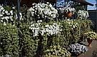 Плектрантус (Plectranthus) Variegata взрослое растение, фото 11