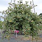 Плектрантус (Plectranthus) Variegata взрослое растение, фото 8