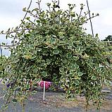 Plectranthus Variegata подрощенный еврочеренок в 12м горшке, фото 7