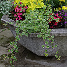 Плектрантус (Plectranthus) Variegata взрослое растение, фото 6