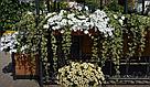 Плектрантус (Plectranthus) Variegata взрослое растение, фото 9