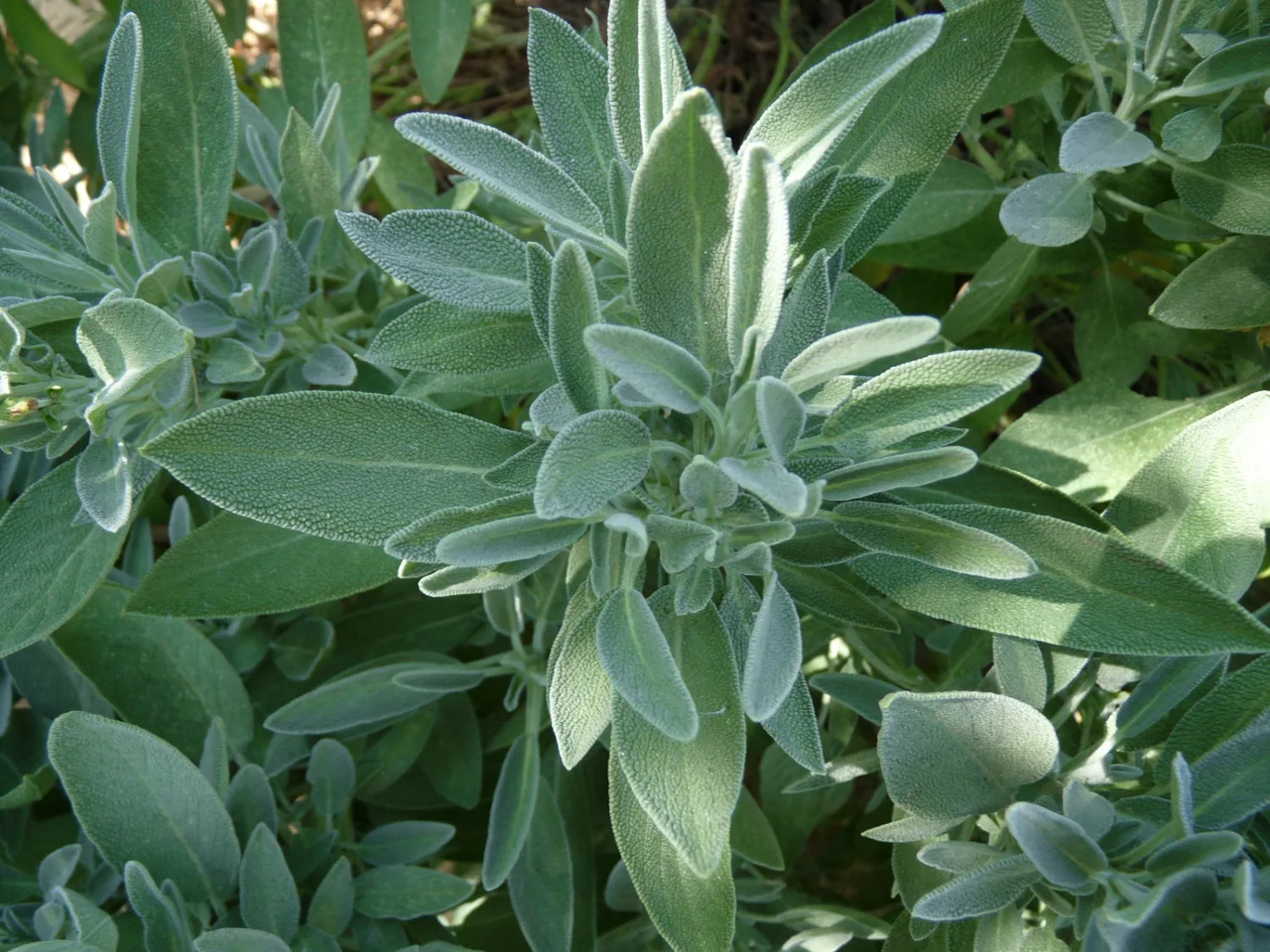 Шалфей лекарственный (SALVIA OFFICINALIS) - фото 2 - id-p107422497