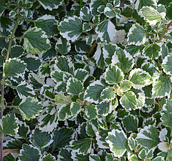 Плектрантус (Plectranthus) Variegata взрослое растение