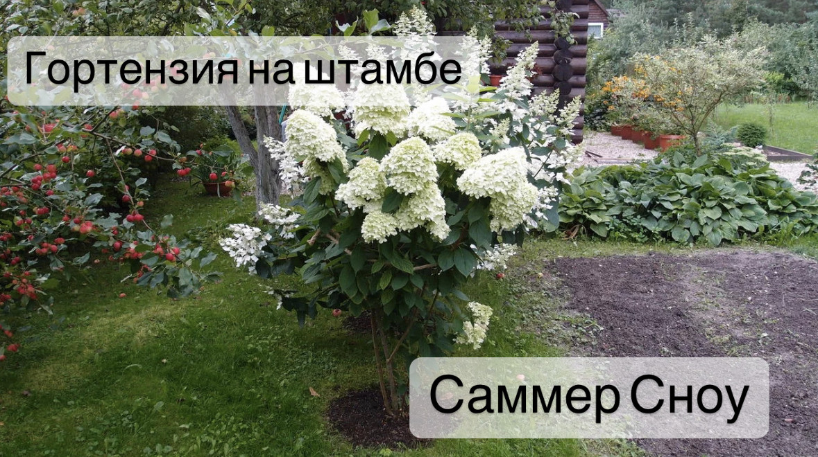 Гортензия метельчатая Саммер Сноу ( Summer Snow) - фото 1 - id-p107433735