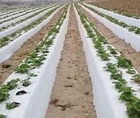 Пленка для клубники (черно-белая 500 и 600 метров)