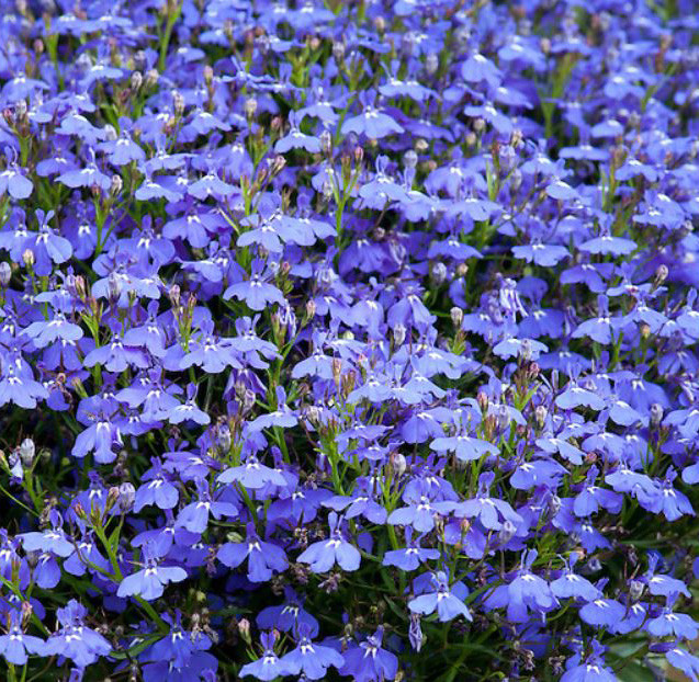 Lobelia erinus Techno Laguna Trailing Dark Blue адаптированный еврочеренок в 9м горшке
