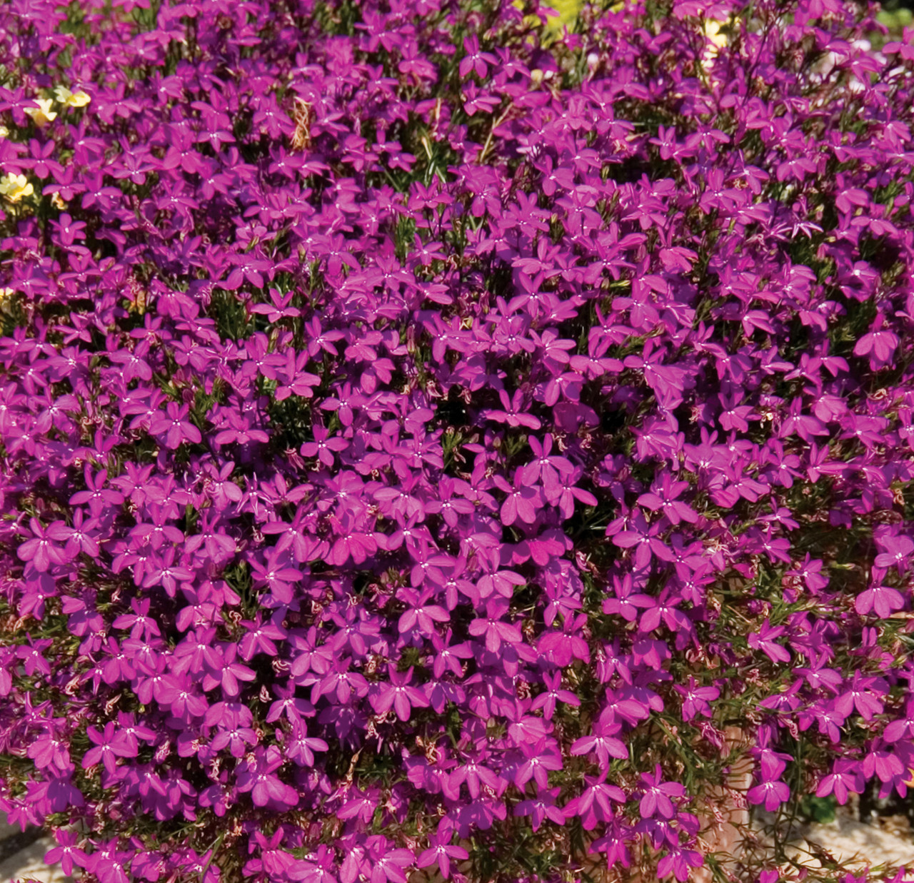 Lobelia hybrid Purple Star адаптированный еврочеренок в 9м горшке