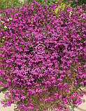 Lobelia hybrid Purple Star адаптированный еврочеренок в 9м горшке, фото 3
