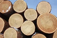 Пиловочник хвойных и лиственных пород (круглый лес, кругляк) ГОСТ 9463-88, ГОСТ 9462 -88