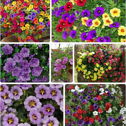 Калибрахоа вегетативные