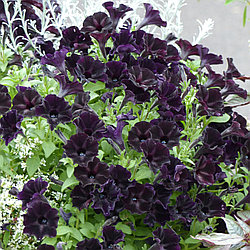 Петуния вегетативная Ray Black адаптированный еврочеренок в 9м горшке