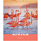 Тетрадь 48л., А5, клетка ArtSpace "Животные. Nature of Africa", эконом, фото 5