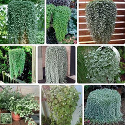 Дихондра Серебристый водопад и прочие декоративно-лиственные ампели