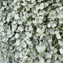 Dichondra argentea Silver Falls 2 адаптированных евросеянеца в 7м горшке