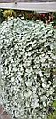 Dichondra argentea Silver Falls адаптированный евросеянец в 7м горшке, фото 8