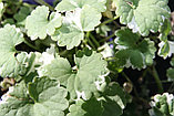 Глехома (Будра) ампельная вариегата молодое растение в подвесном кашпо на 3 литра, фото 9
