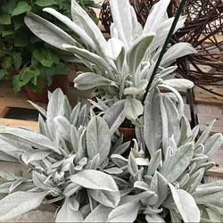 Прочие растения для составления композиций и для миксбордеров