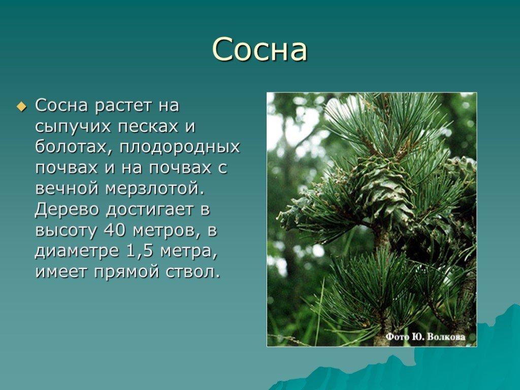 Где растет сосна. Доклад про сосну. Хвойные это информация. Сосна краткая информация. Небольшое описание сосны.