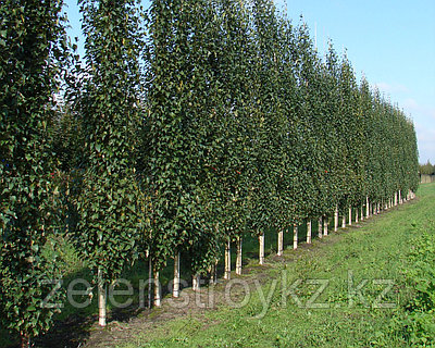 Үлкен көкірек балапандары